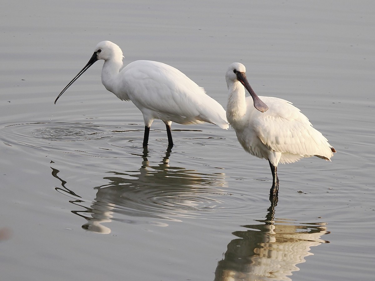 Eurasian Spoonbill - ML646236346