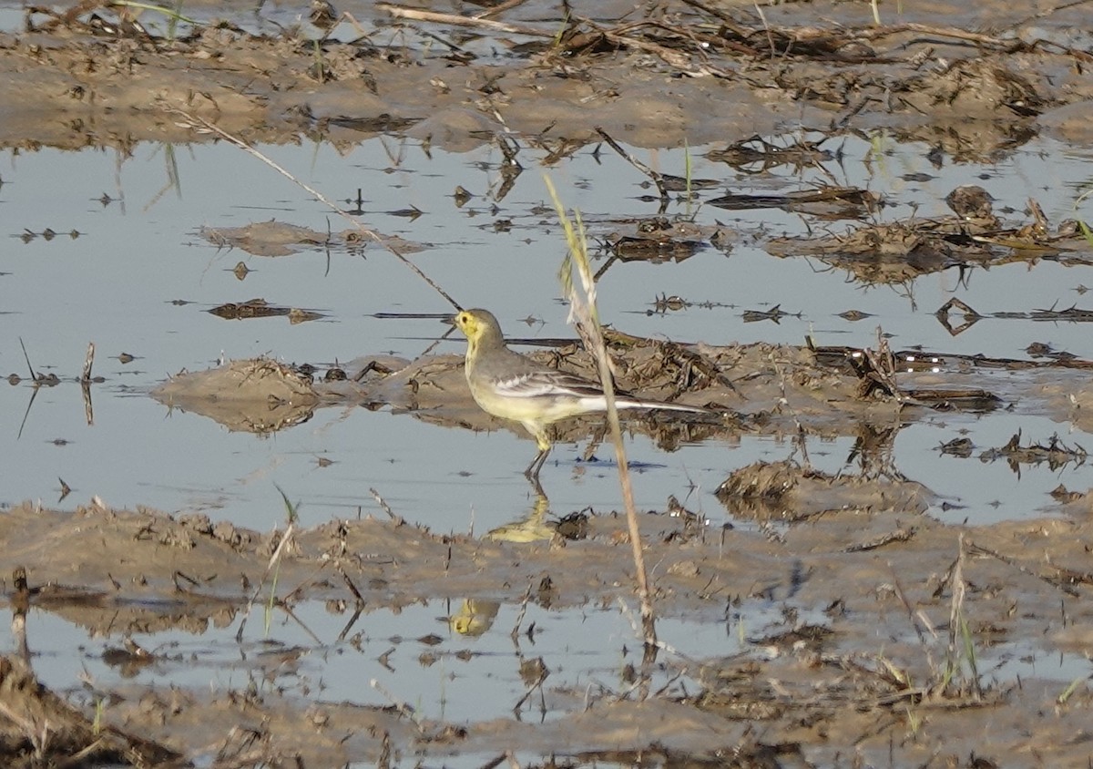 黃頭鶺鴒 - ML646236351