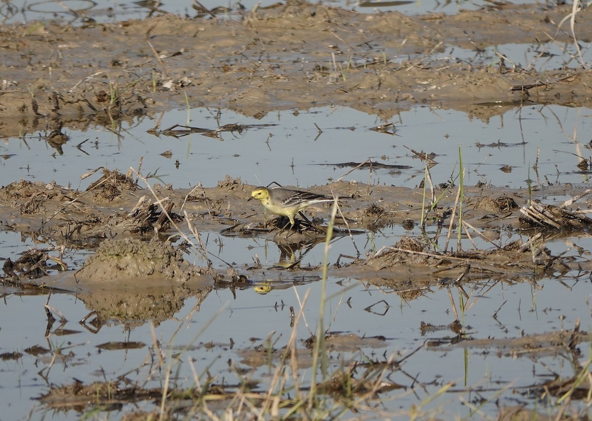 黃頭鶺鴒 - ML646236352