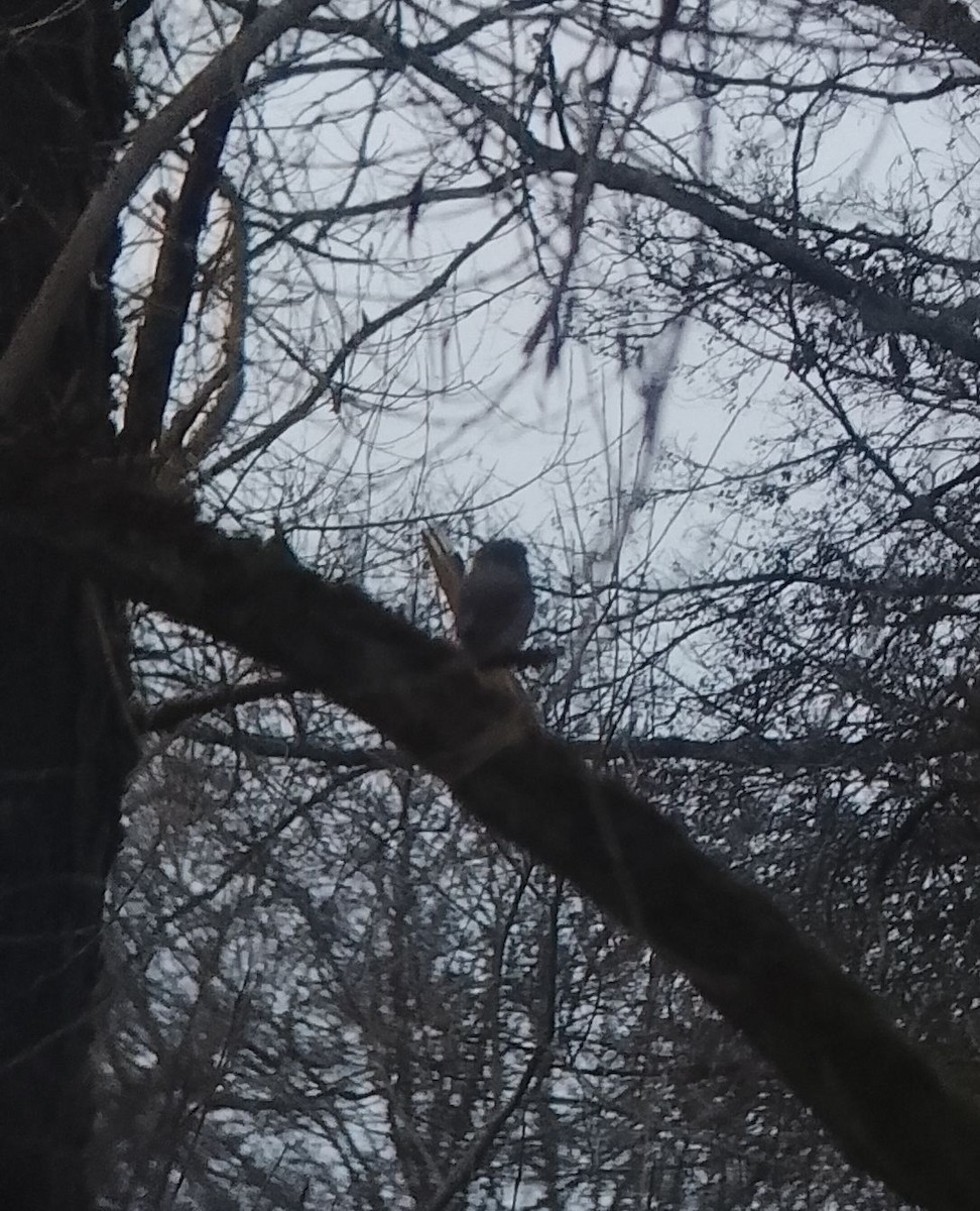 Eurasian Pygmy-Owl - ML646236353