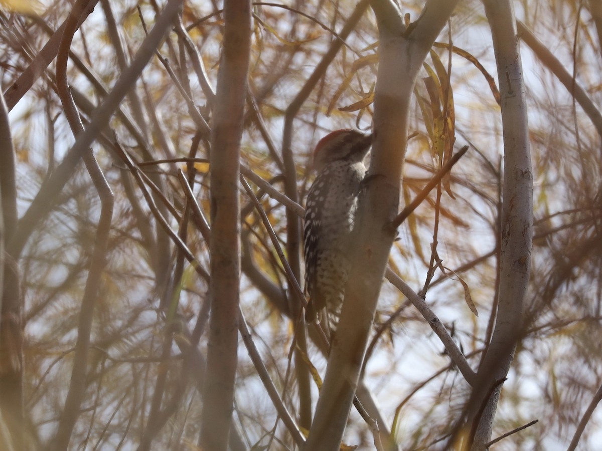 Ladder-backed Woodpecker - ML646236354