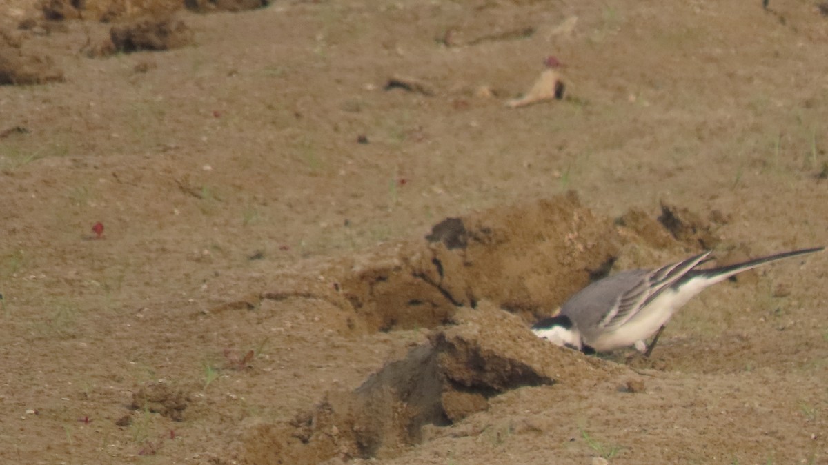 White Wagtail - ML646236358