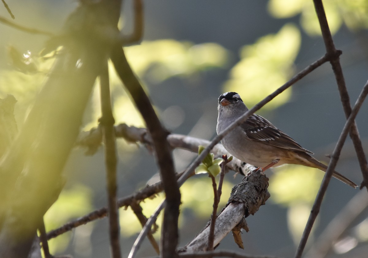 White-crowned Sparrow - ML646236359