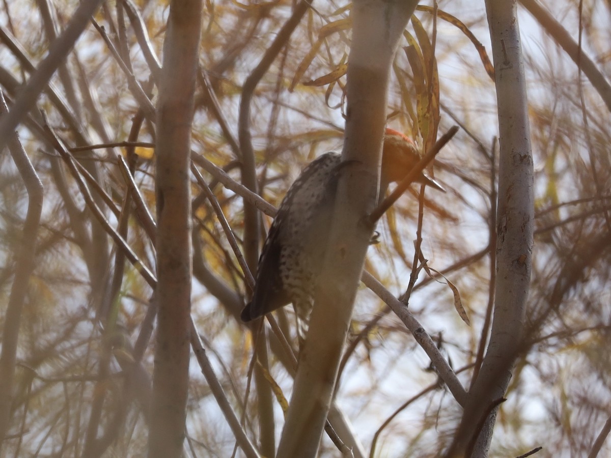 Ladder-backed Woodpecker - ML646236360