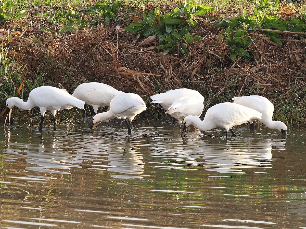 Eurasian Spoonbill - ML646236361