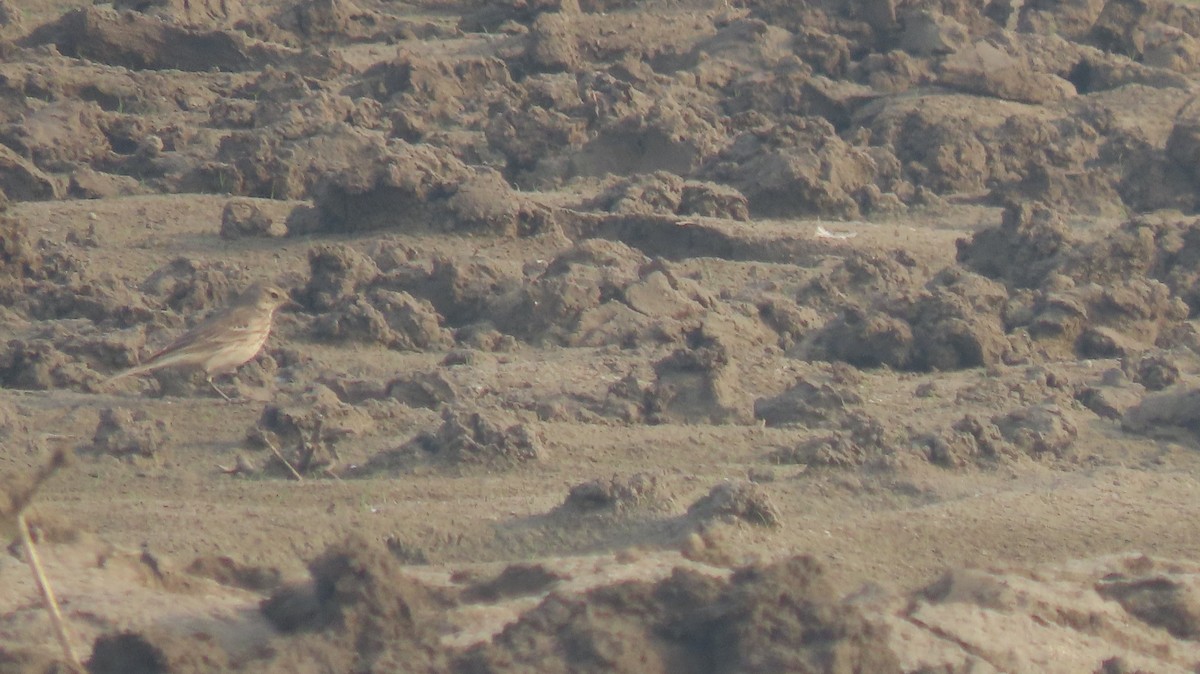 Water Pipit - ML646236362