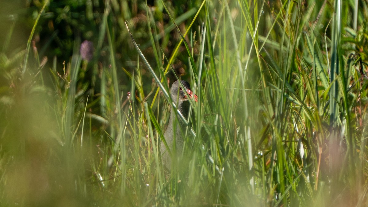 African Rail - ML646236363