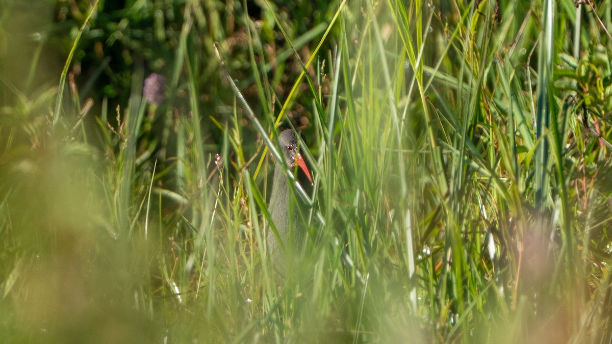 African Rail - ML646236364