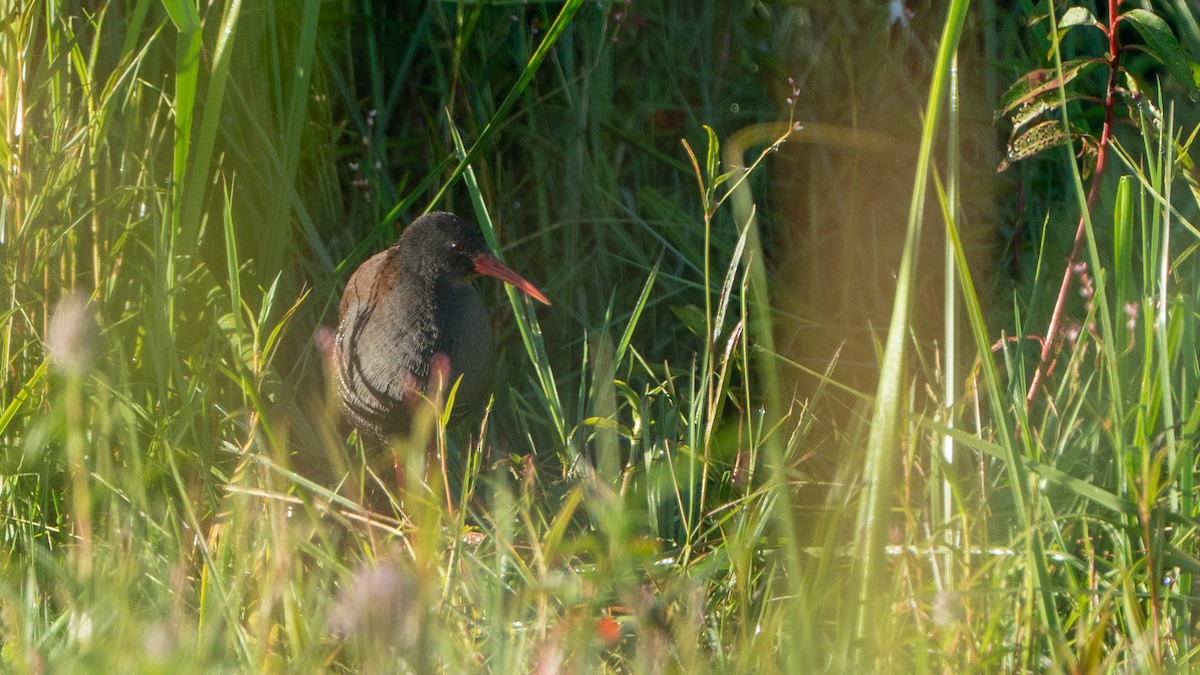 African Rail - ML646236365