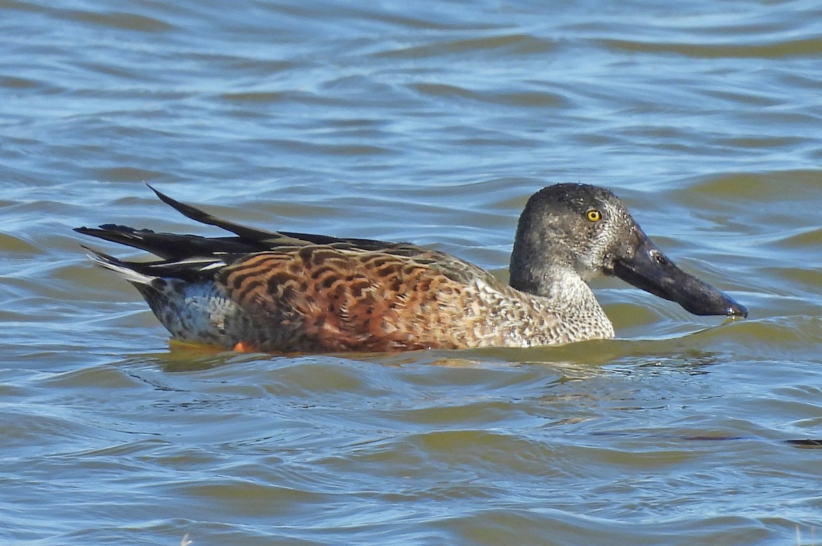 Northern Shoveler - ML646236367
