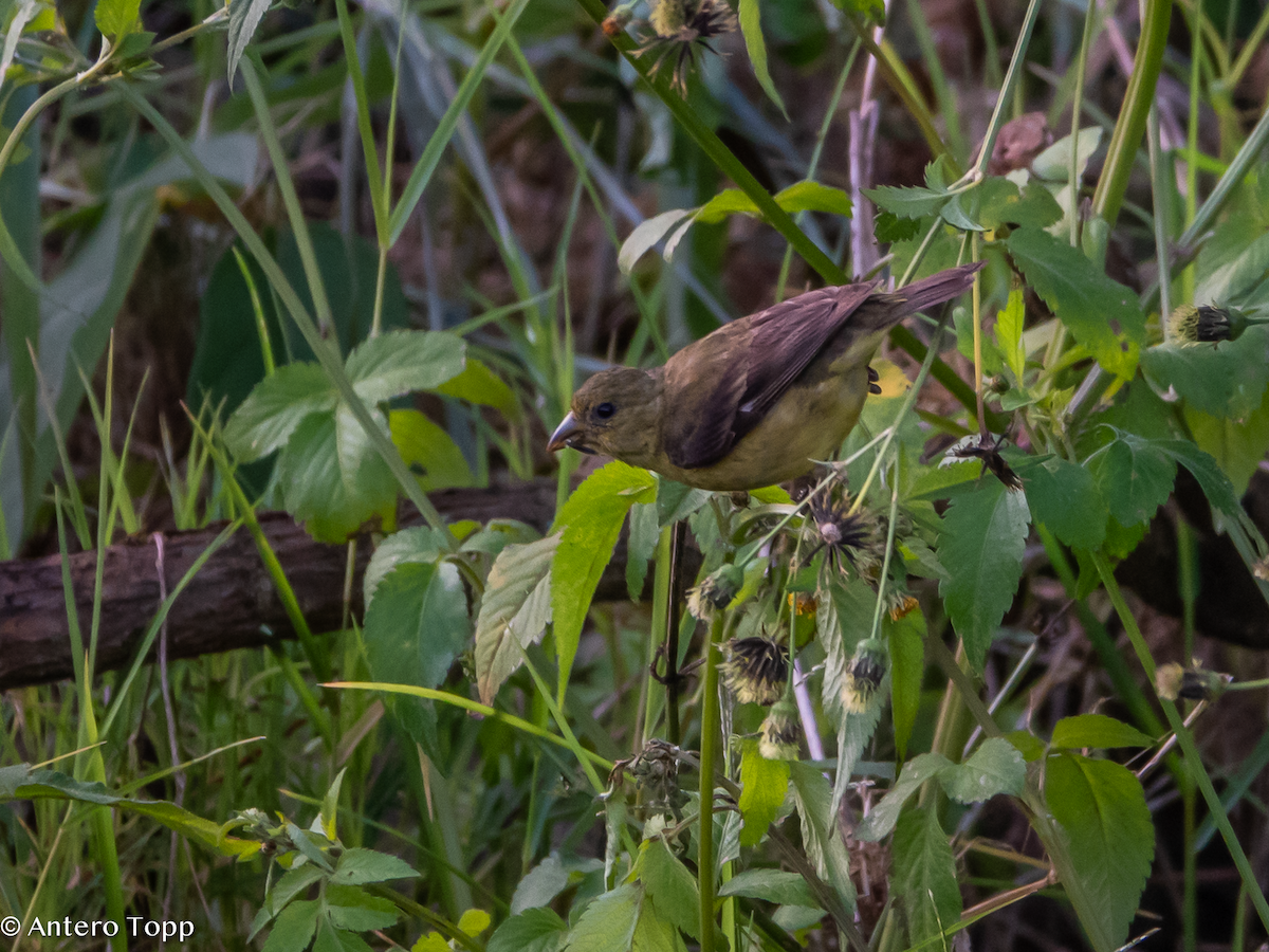 Yellow-bellied Siskin - ML646236369