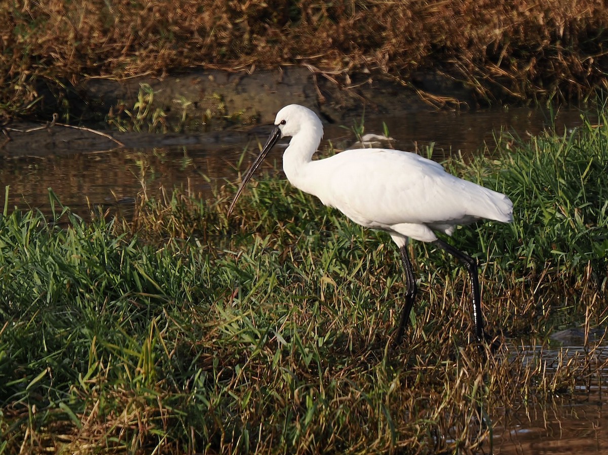 Eurasian Spoonbill - ML646236371