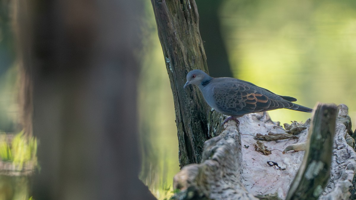 Dusky Turtle-Dove - ML646236372
