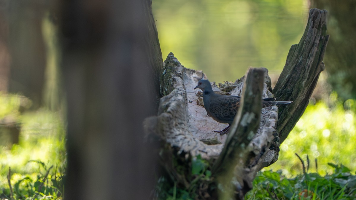 Dusky Turtle-Dove - ML646236373