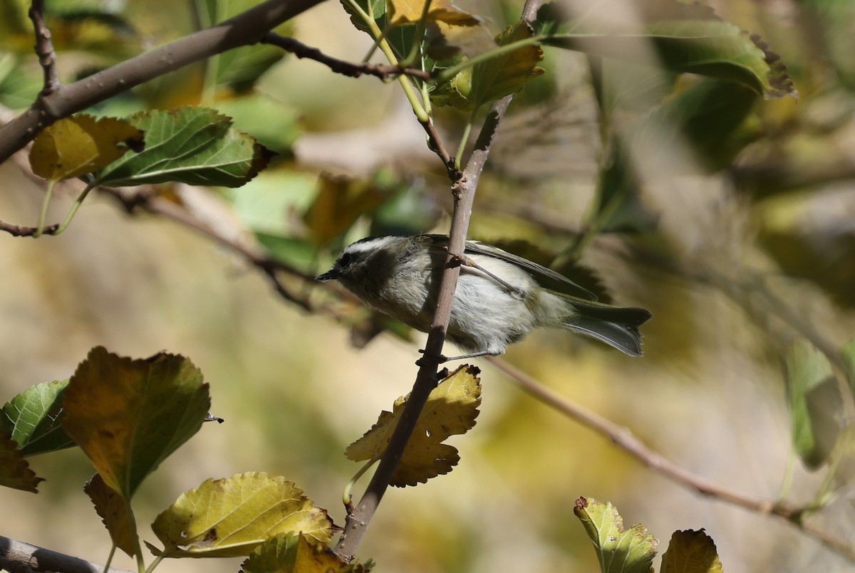 Golden-crowned Kinglet - ML646236387