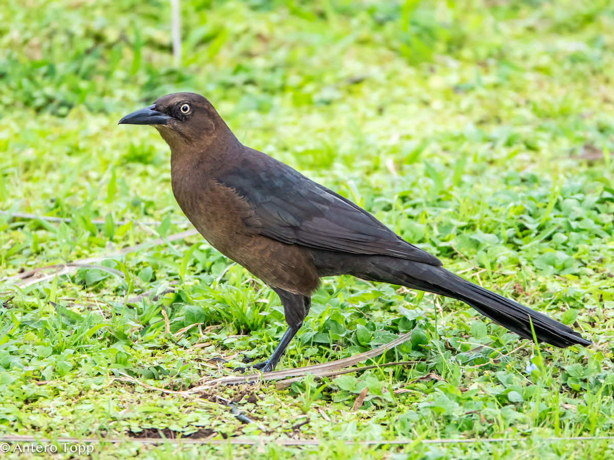 Great-tailed Grackle - ML646236394