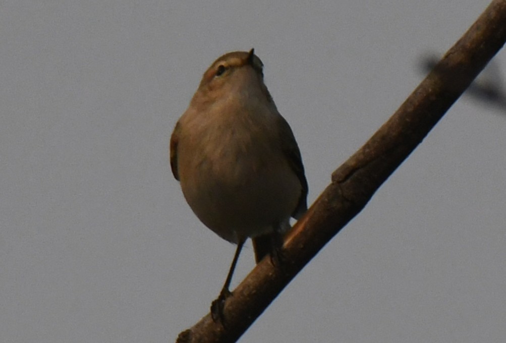 Common Chiffchaff - ML646236395