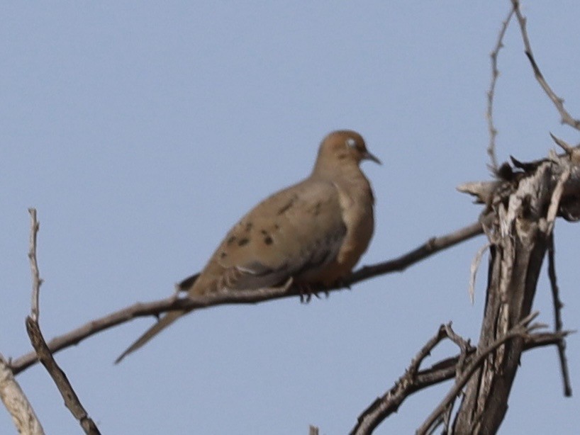Mourning Dove - ML646236396