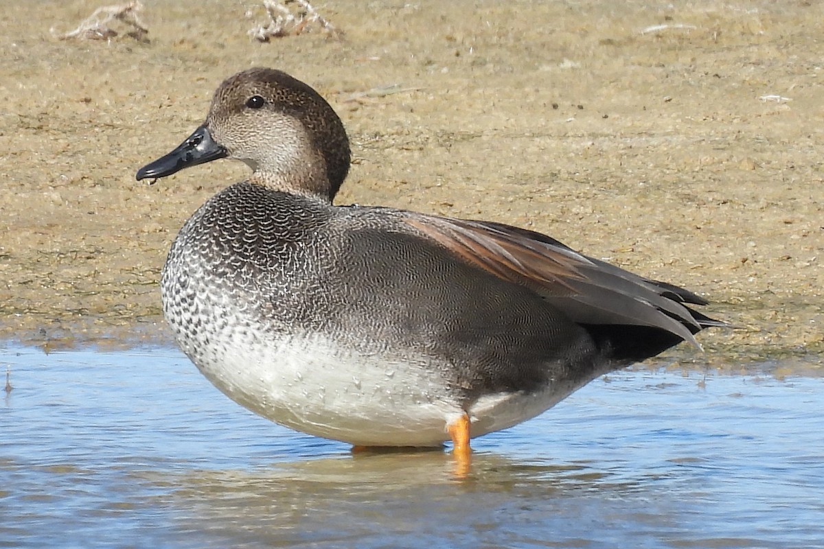 Gadwall - ML646236397