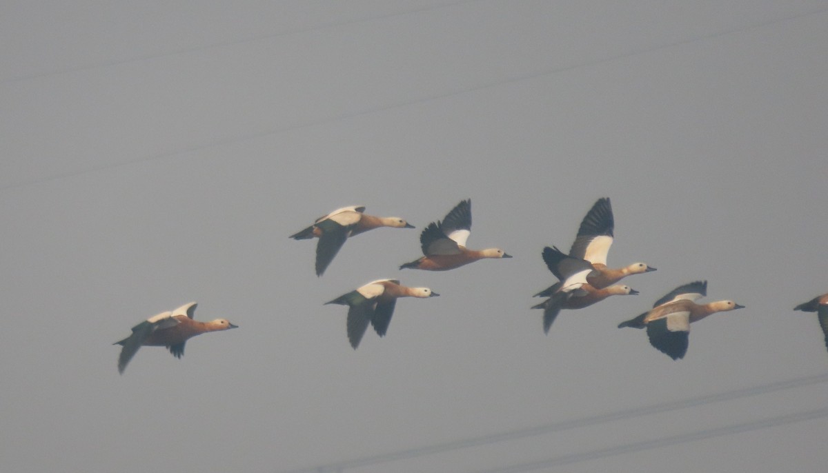 Ruddy Shelduck - ML646236398