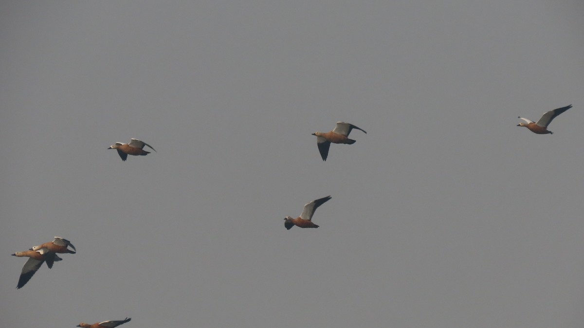 Ruddy Shelduck - ML646236400