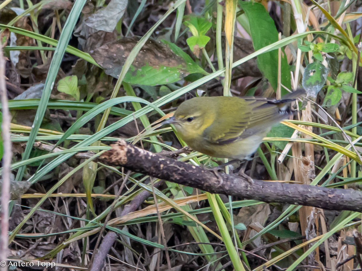 Tennessee Warbler - ML646236401