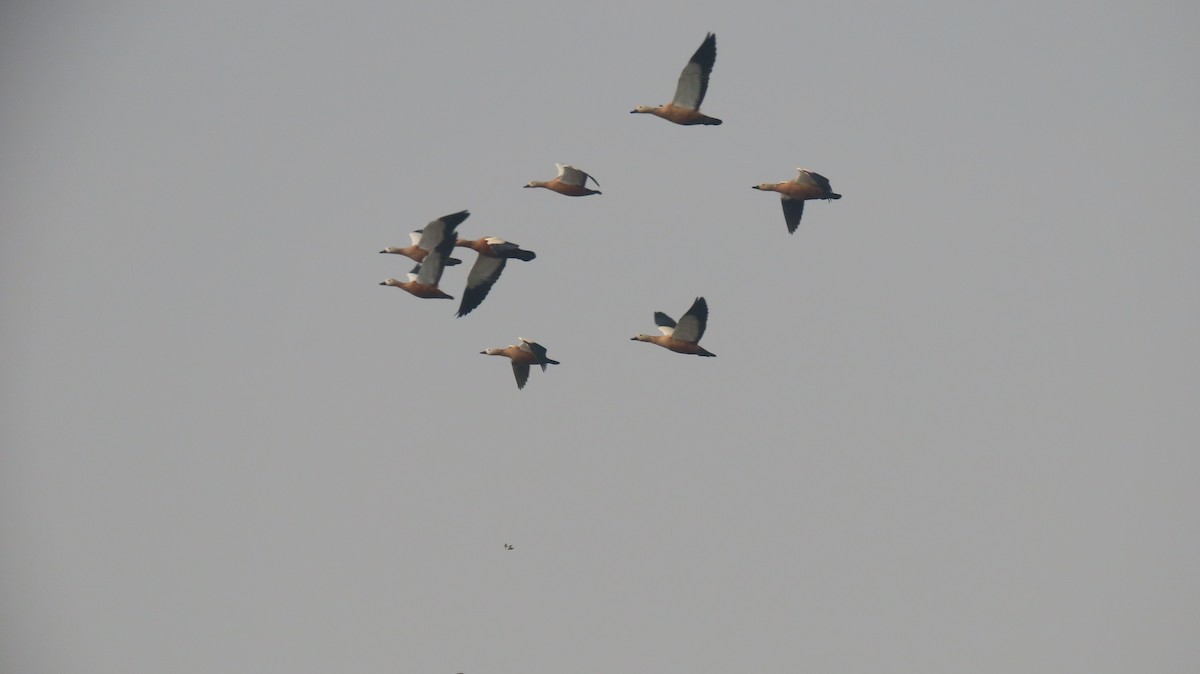 Ruddy Shelduck - ML646236404