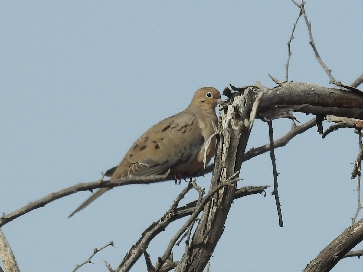 Mourning Dove - ML646236405