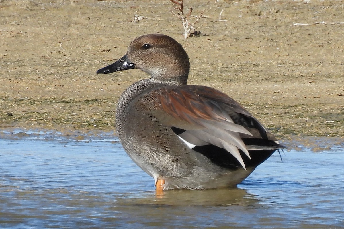 Gadwall - ML646236406