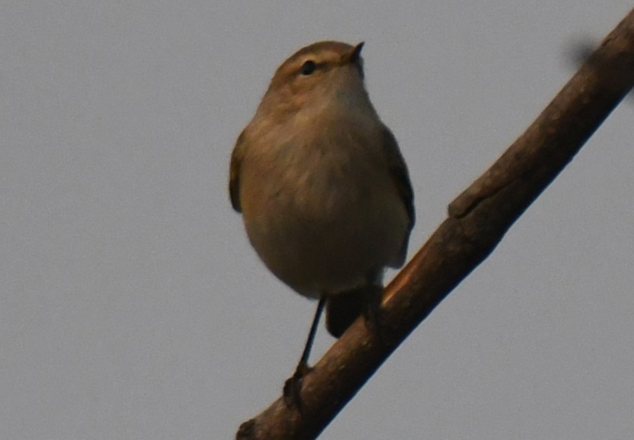 Common Chiffchaff - ML646236407