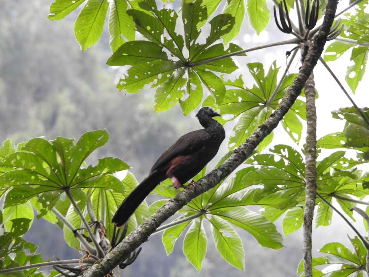 Andean Guan - ML646236408