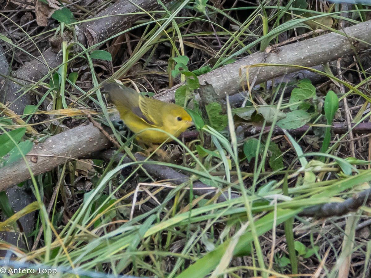 Wilson's Warbler - ML646236410