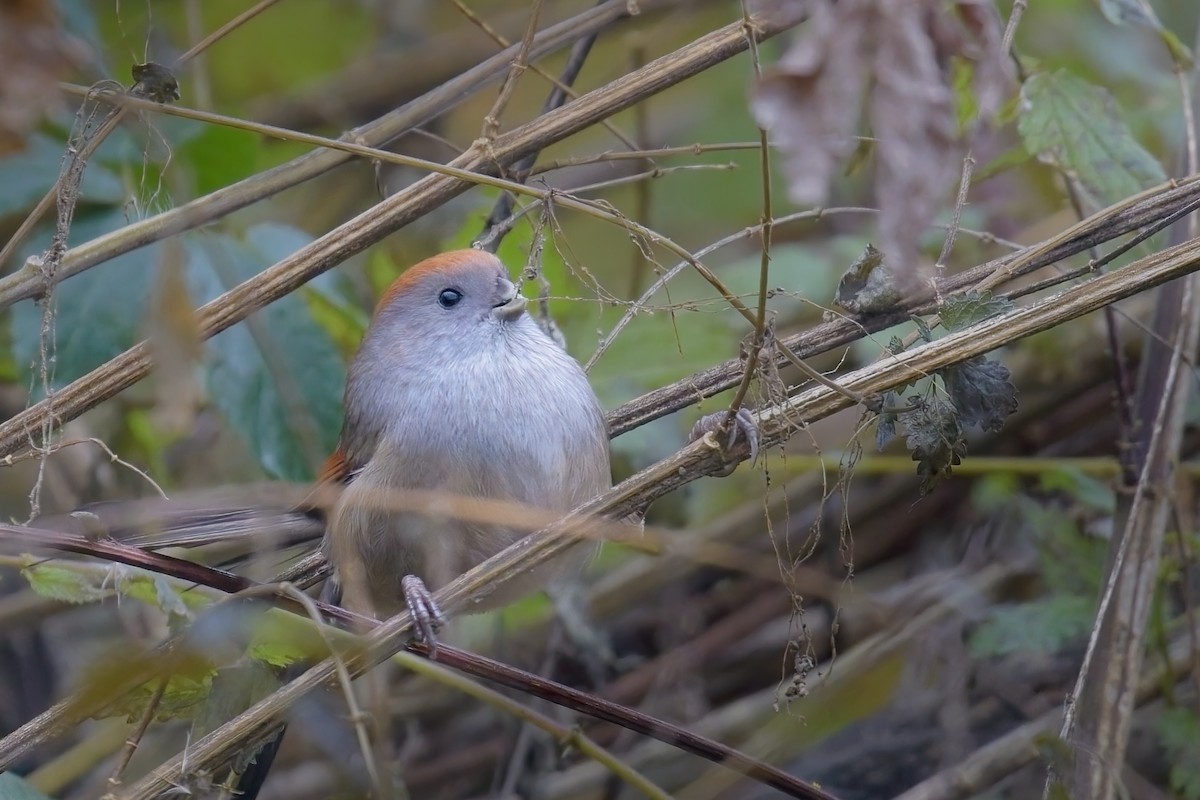 Vinous-throated Parrotbill - ML646236413