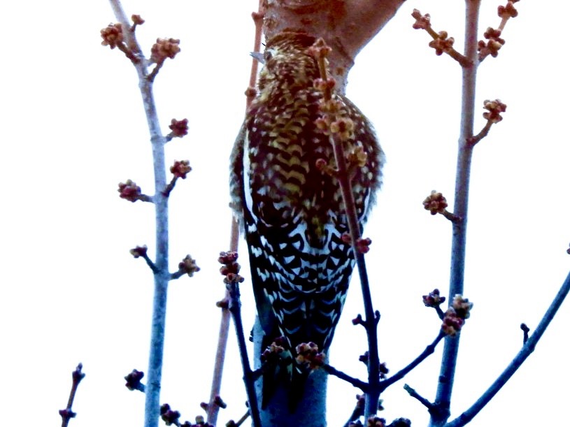Yellow-bellied Sapsucker - ML646236435
