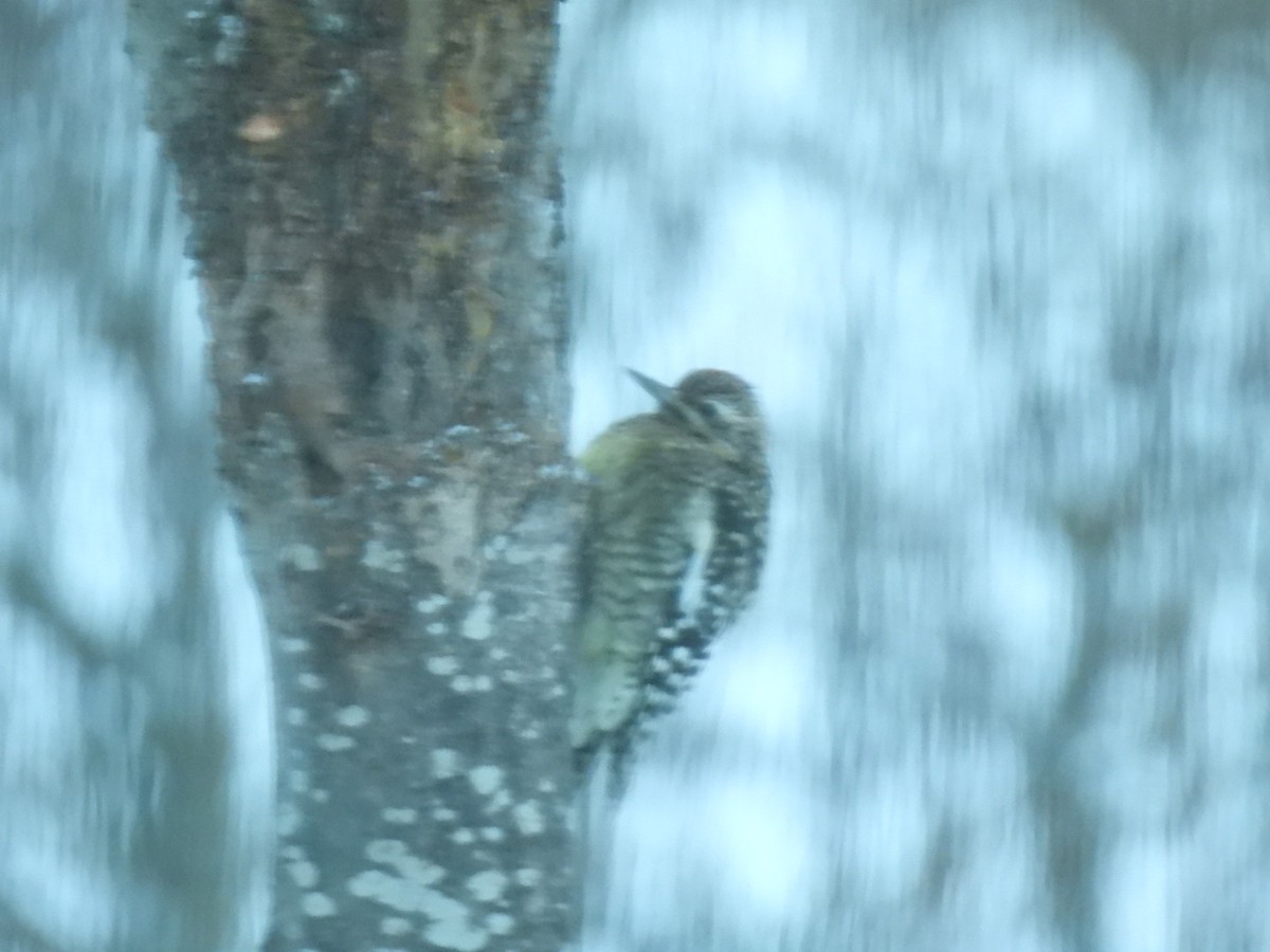 Yellow-bellied Sapsucker - ML646236436