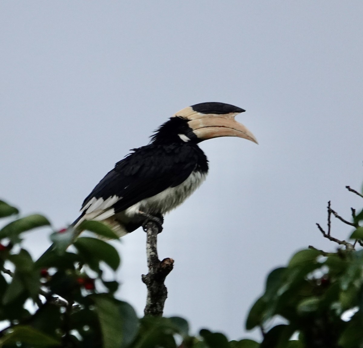 Malabar Pied-Hornbill - ML646236438