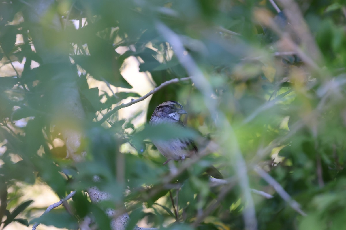 White-throated Sparrow - ML646236443