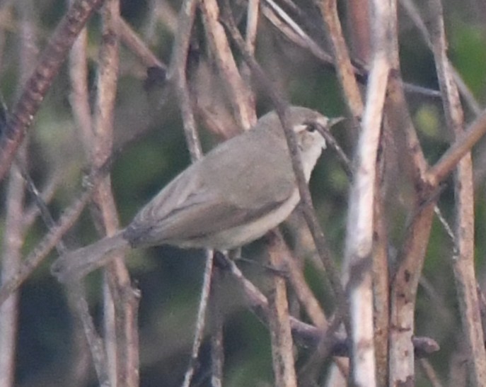 Greenish Warbler - ML646236444