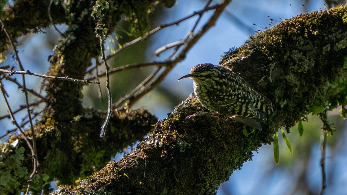 African Spotted Creeper - ML646236447