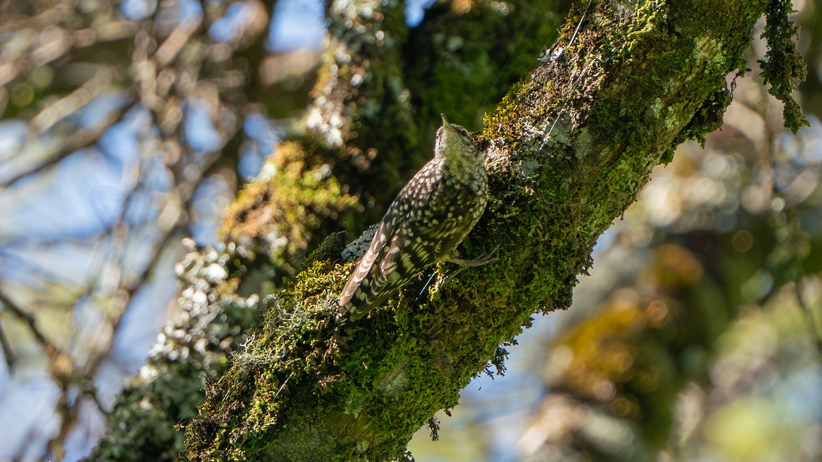 African Spotted Creeper - ML646236448