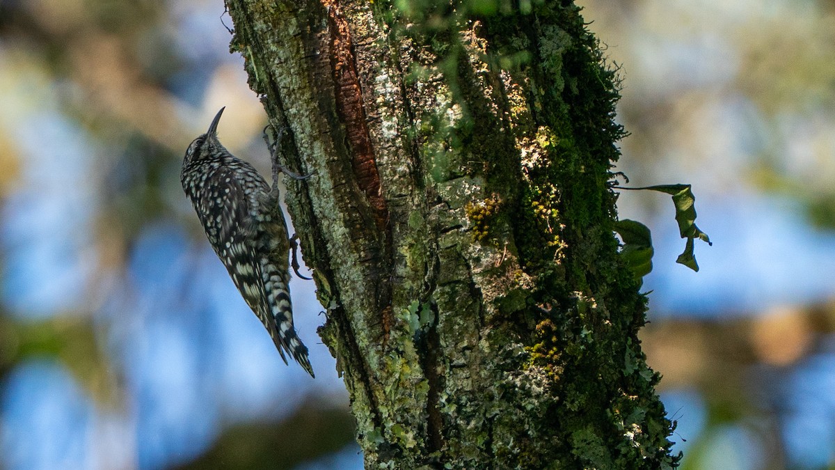 African Spotted Creeper - ML646236449