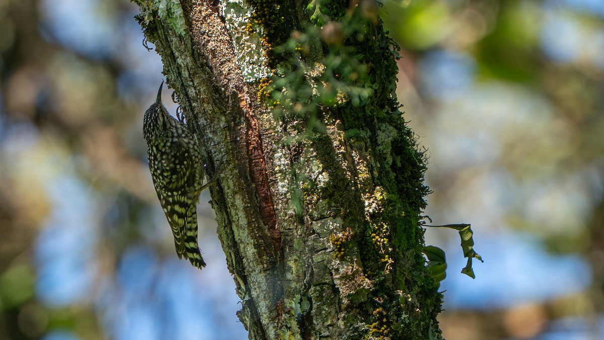 African Spotted Creeper - ML646236450