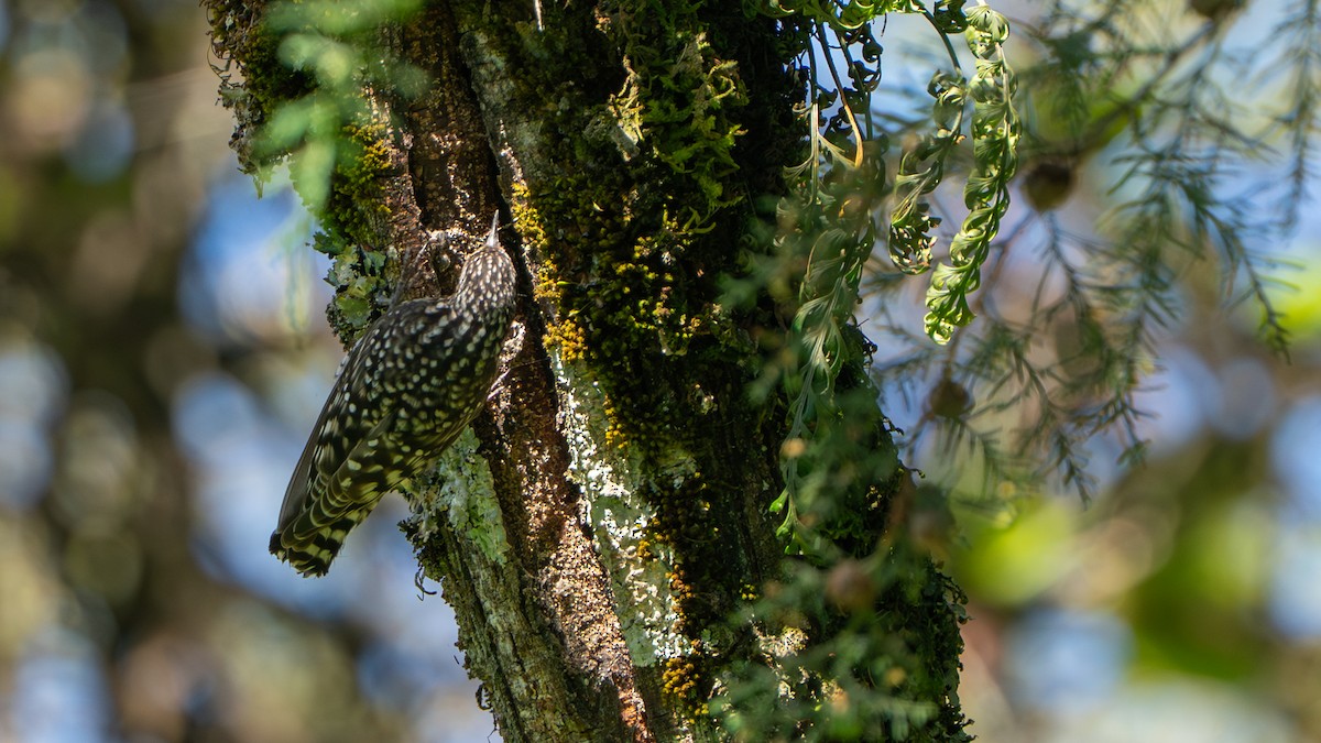 African Spotted Creeper - ML646236451
