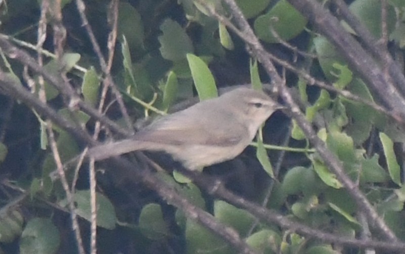 Greenish Warbler - ML646236452