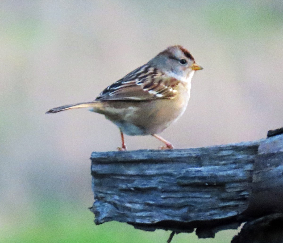 White-crowned Sparrow - ML646236454