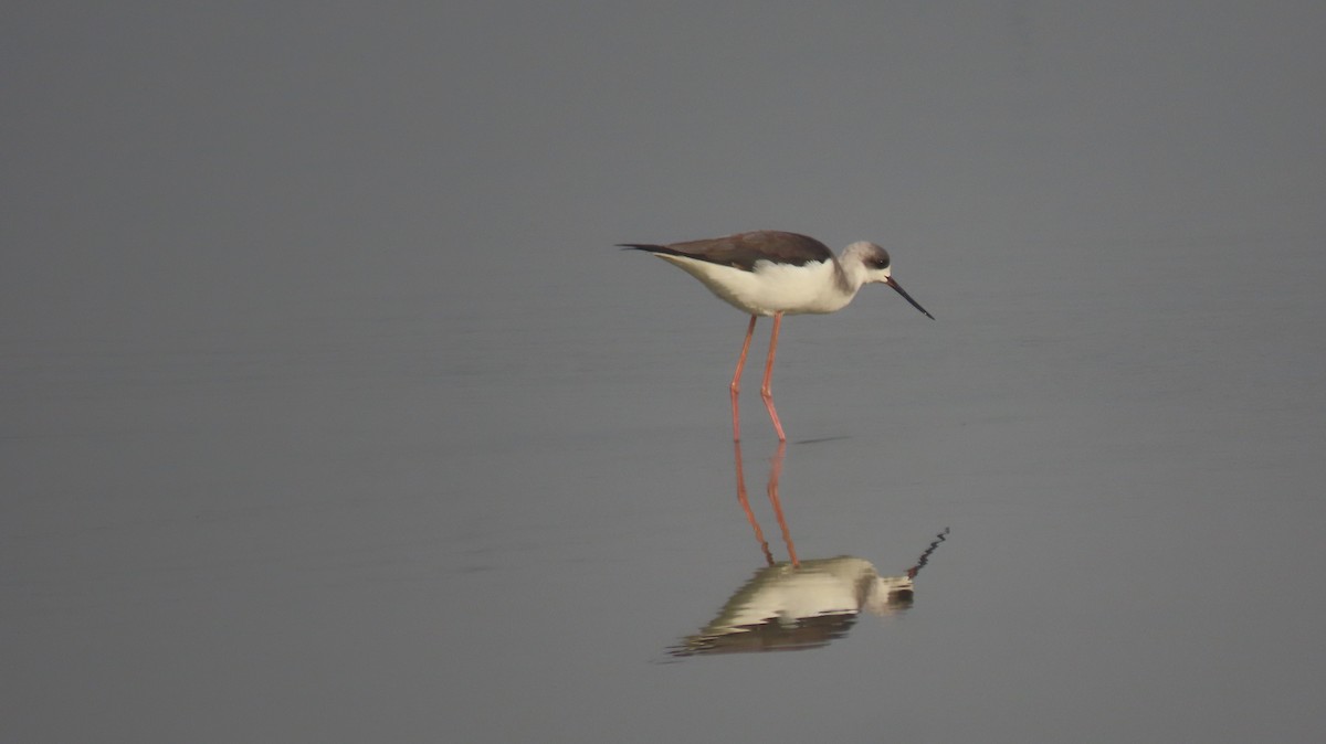 Black-winged Stilt - ML646236458