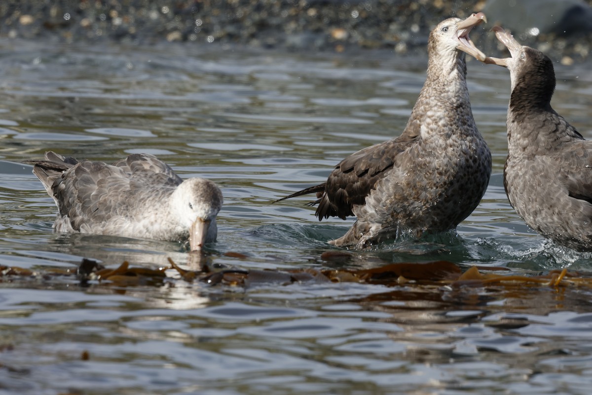 Northern Giant-Petrel - ML646236460