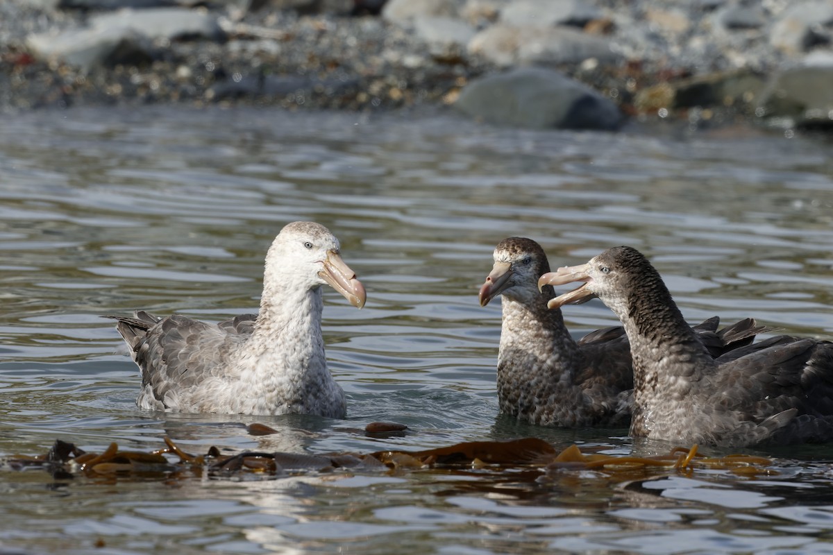 Northern Giant-Petrel - ML646236461