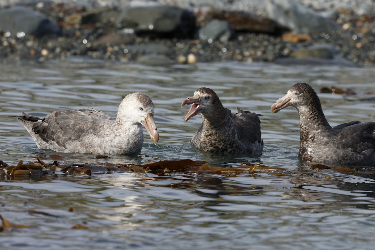 Northern Giant-Petrel - ML646236462