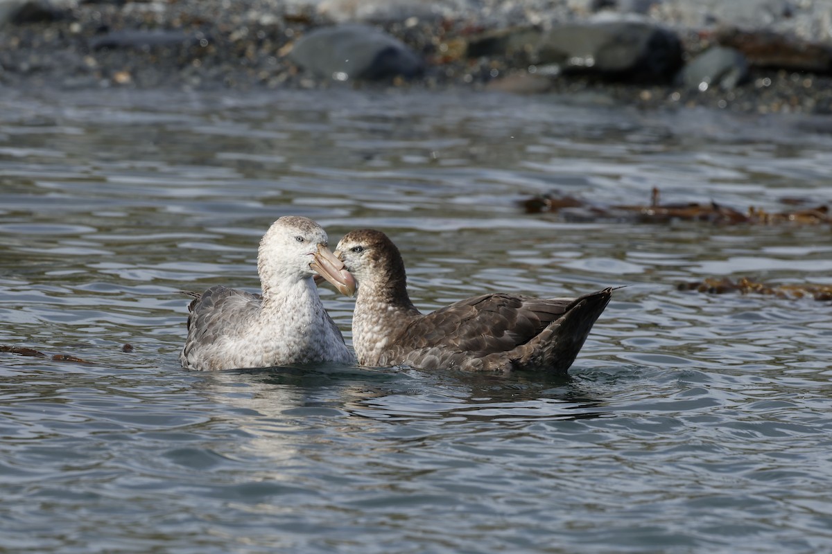 Northern Giant-Petrel - ML646236463